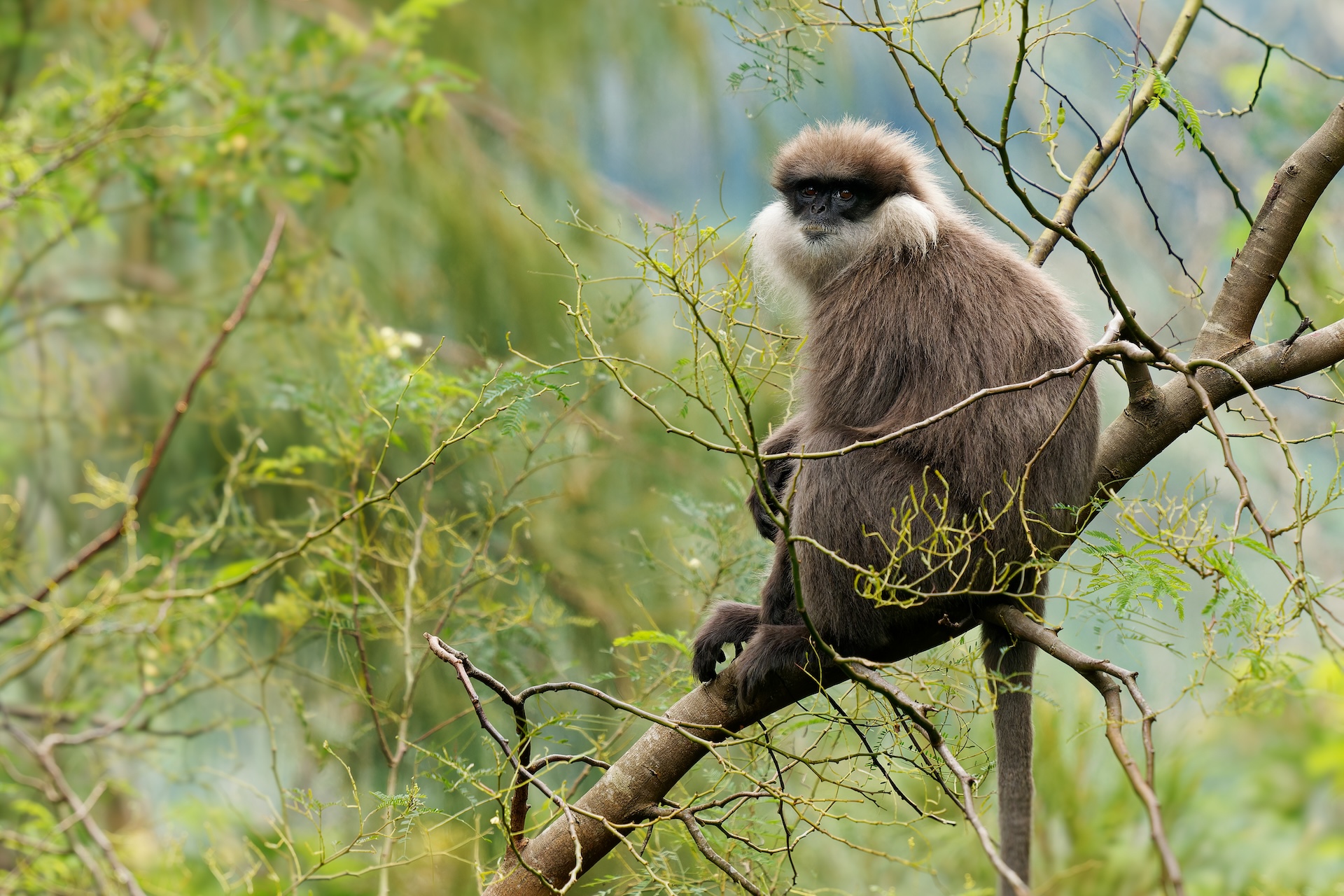 Purple-faced langur By phototrip.cz